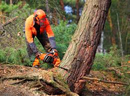 Best Tree Health Inspection  in Farmers Branch, TX