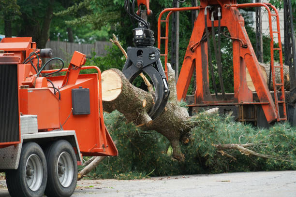 Best Storm Damage Tree Cleanup  in Farmers Branch, TX